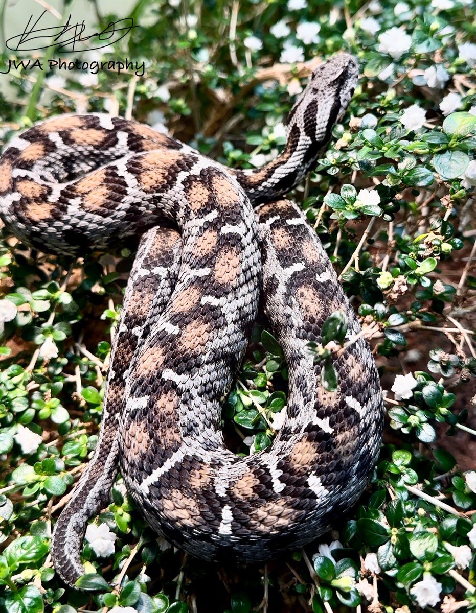 Ocellate Mountain Viper or Wagner’s Viper (Montivipera wagneri) thought to be extinct for nearly 140 years but was "re-discovered" in eastern Turkey in 1983. currently critically endangered due to Alpaslan-2 Dam, which has resulted in the loss of over 80% of the suitable habitat.