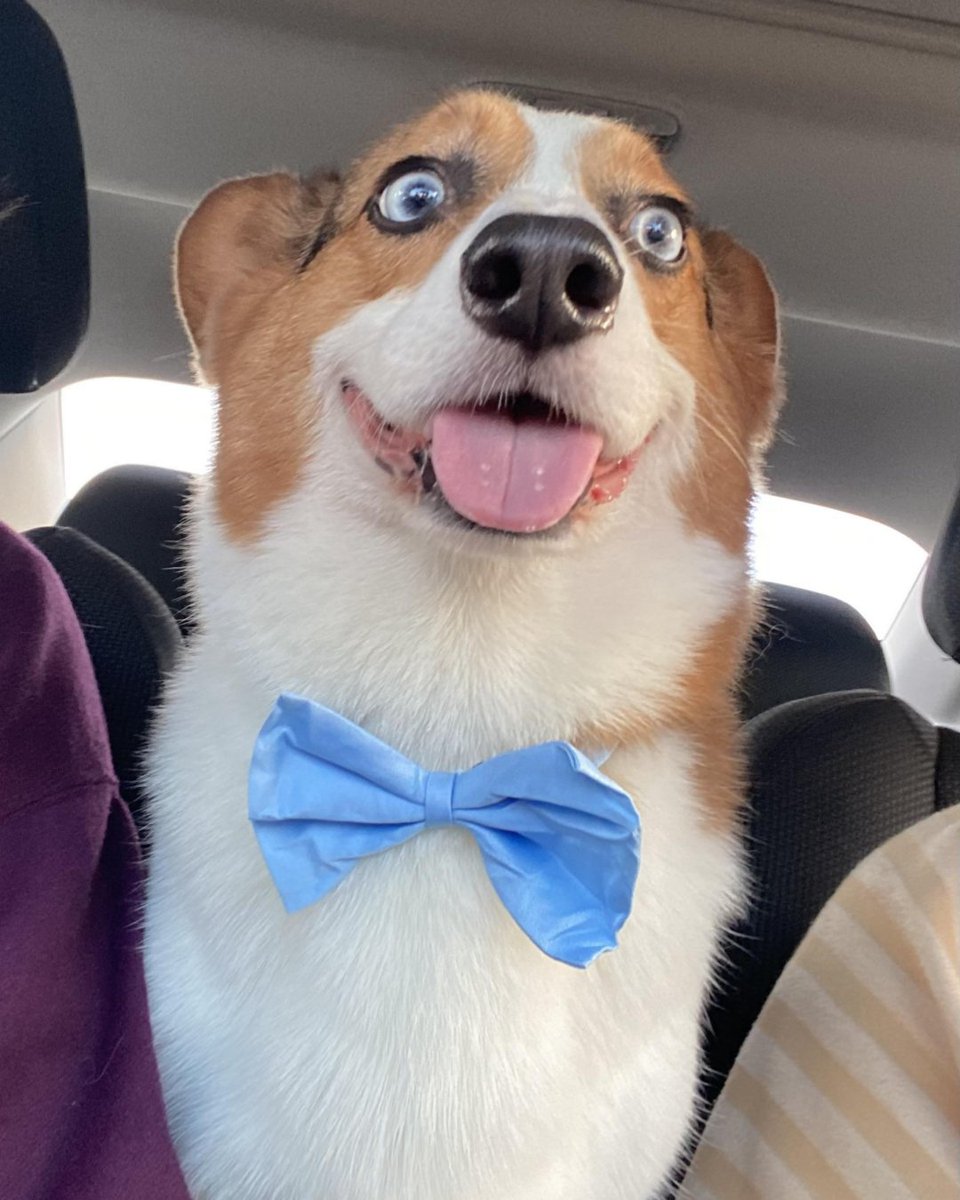 _CorgiCraze's tweet photo. he’s very sophisticated
#dogart #corgiworld #corgi #dogoftheday https://t.co/RIbMSRIR6h