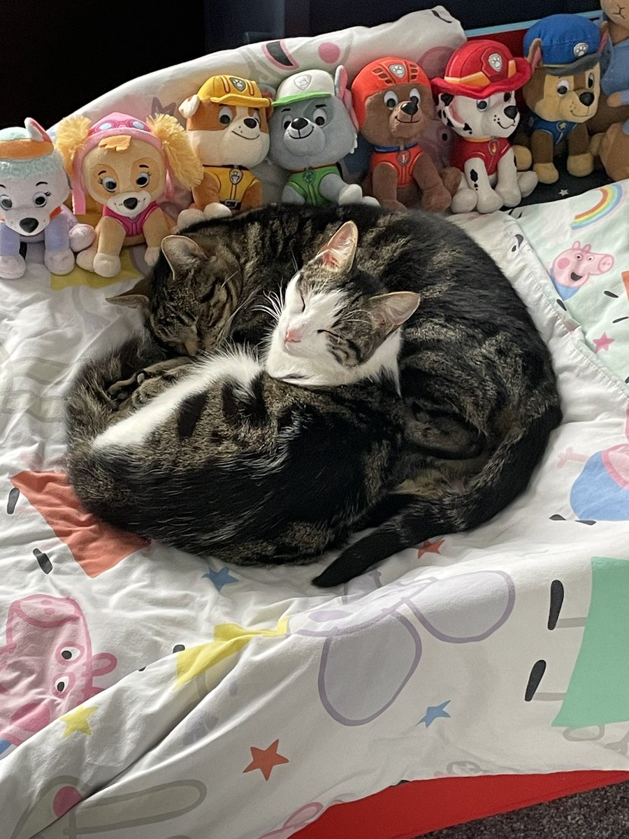 Couldn’t find the cats, looked everywhere. Found the cats. #cats