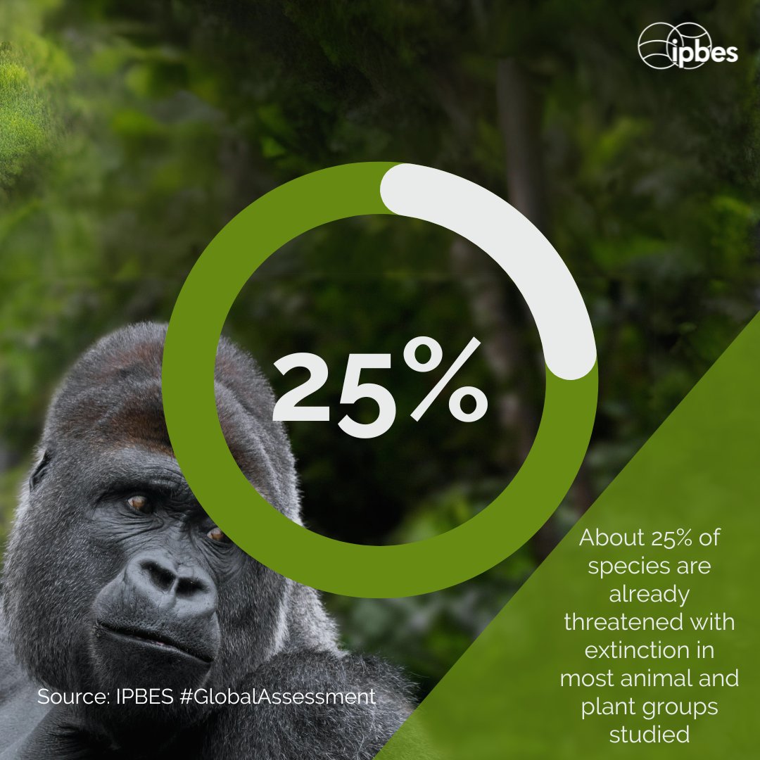 #DYK 25% of studied species are at risk of extinction? - @IPBES #GlobalAssessment They are threatened by drivers such as direct exploitation and #ClimateChange. 🦜🌿 Read more in the Report: ipbes.net/global-assessm…