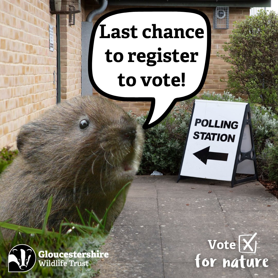 ❗Last chance to register to vote before the May local elections❗ If you’re looking to vote for nature, register today before midnight by heading to gov.uk/registertovote. 📸Vole © Shirley Freeman