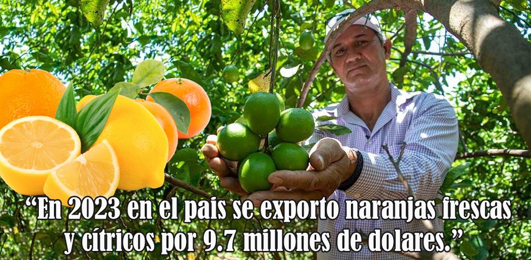 En 2023 en el país se exportó naranjas frescas y cítricos por 9.7 millones de dólares. Masaya, Carazo, Granada, Managua y Río San Juan, son los principales productores. Son 4750 fincas de cultivo con un aproximado de 9000 trabajadores directos en el cultivo de los cítricos.