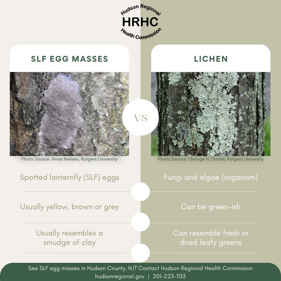 #SpottedLanternfly (SLF) egg masses or #lichen? Here are a few ways you can tell the difference. If you see SLF egg masses in Hudson County, NJ, contact Hudson Regional Health Commission. Visit our website, hudsonregional.gov, or call us at 201-223-1133. #SLF