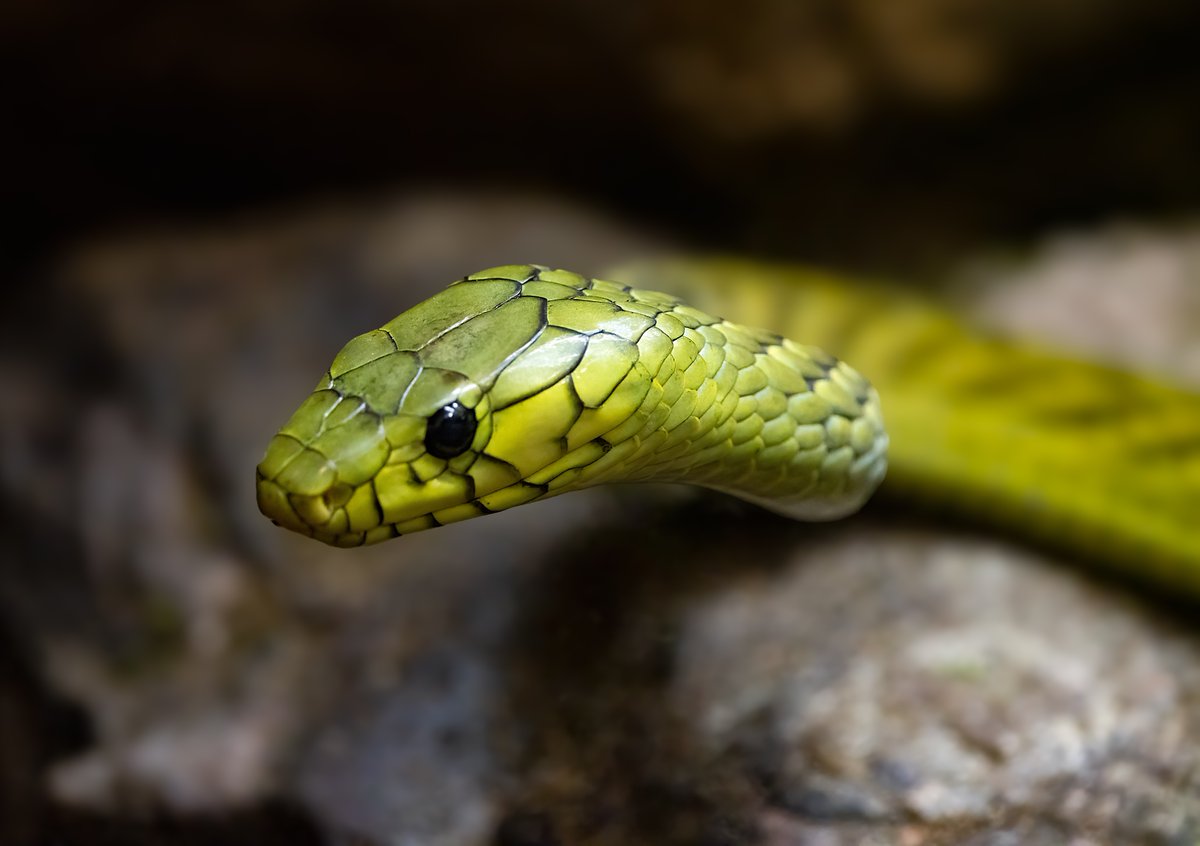Green mambas possess lightning-fast reflexes, capable of striking at speeds of up to 12 miles per hour! #memphiszoo