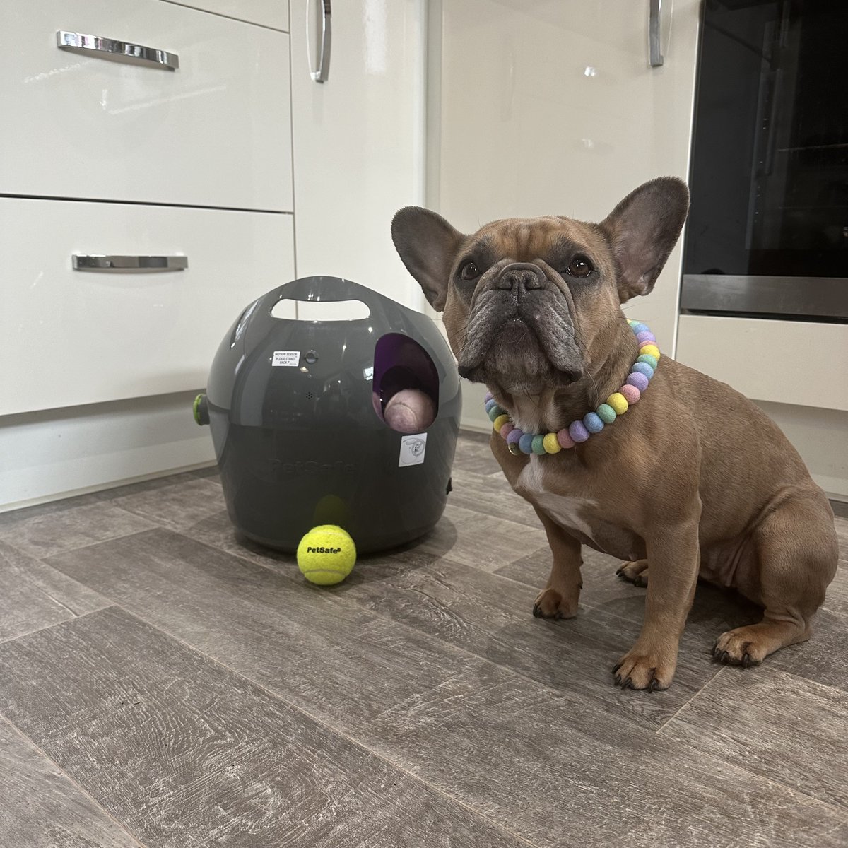 🐾GIVEAWAY 🐾
Want to win an Automatic Ball Launcher for your ball obsessed #dog ? 🐶
To enter: retweet, comment and follow <a href="/PetSafeUK/">PetSafe UK</a>
#Giveaway #Competiton