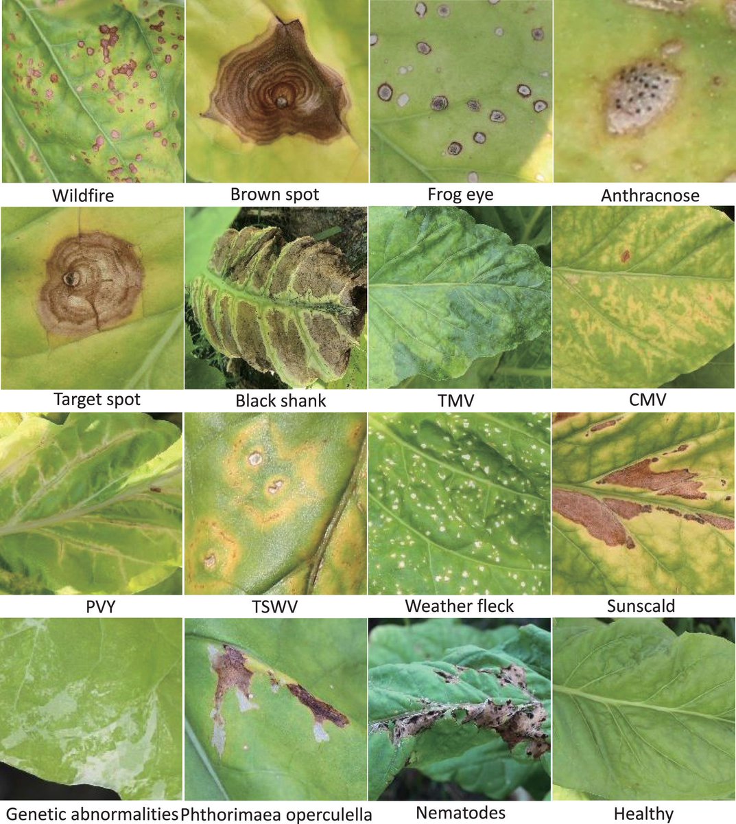 sci_plant tweet picture