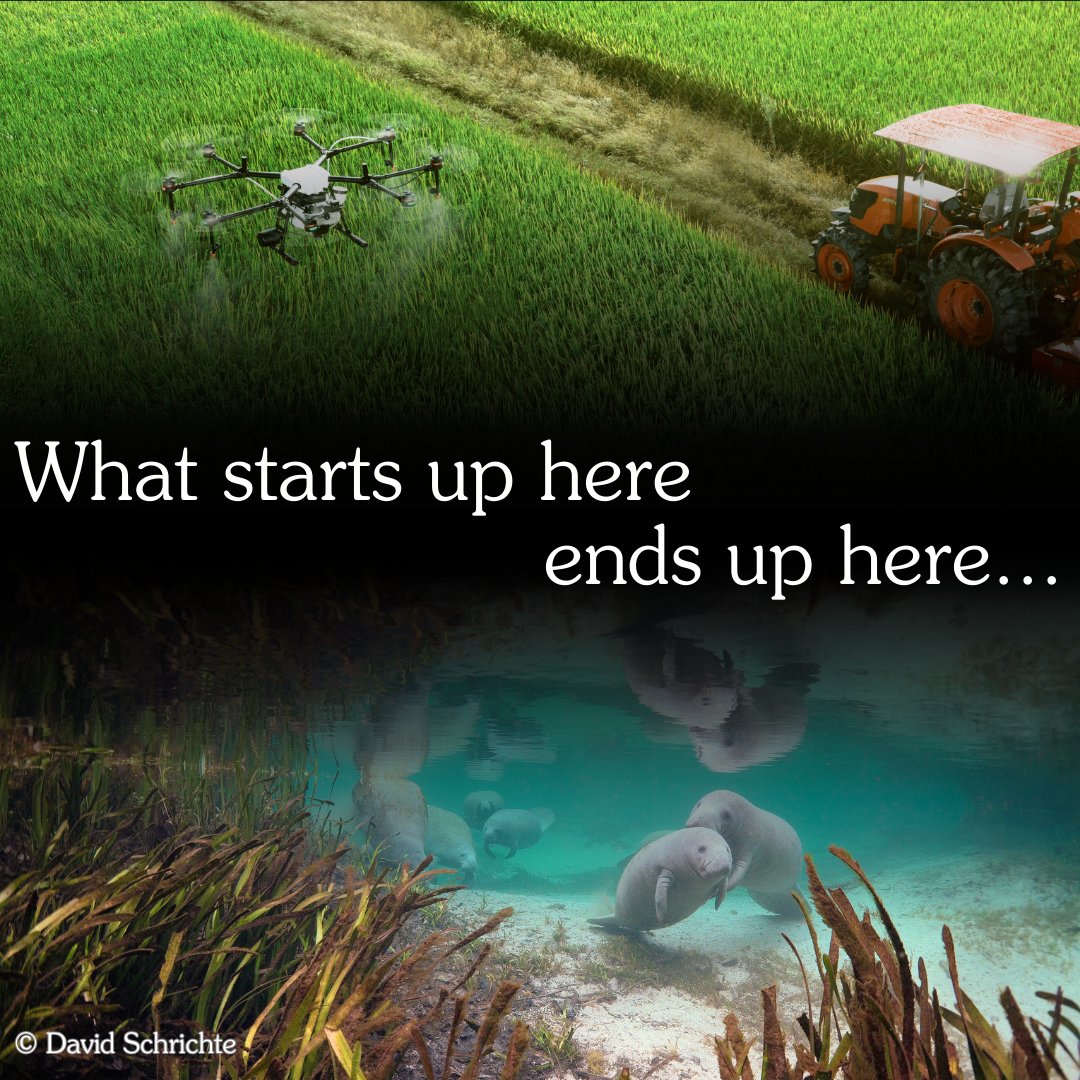 savethemanatee's tweet photo. For #SpringsProtectionAwarenessMonth and #EarthMonth let's all take the pledge to be fertilizer free for manatees at https://t.co/mTVzl1kvCZ!
π If you have to use fertilizer, use slow-release fertilizer
π Don't fertilize right before it rains
π Plant Florida-friendly plants https://t.co/N69uZGqHUV
