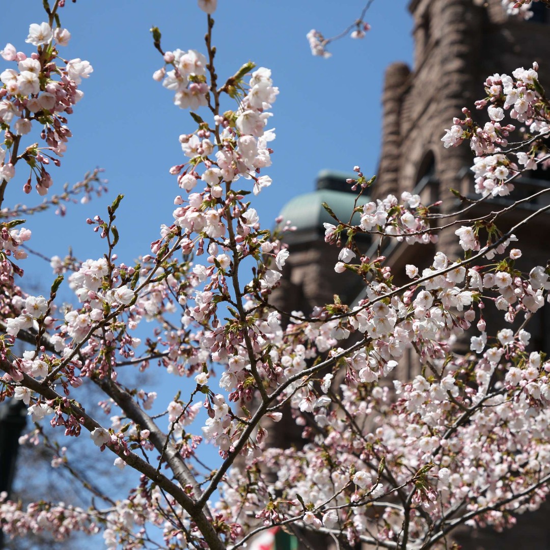 It's officially #Sakura season! The 3 flowering Sakura (or #cherryblossom) trees at Queen's Park were a gift from the Japanese Consulate in Toronto in 2005. They are a symbol of friendship and goodwill between Ontario and Japan. This year they are blooming beautifully!