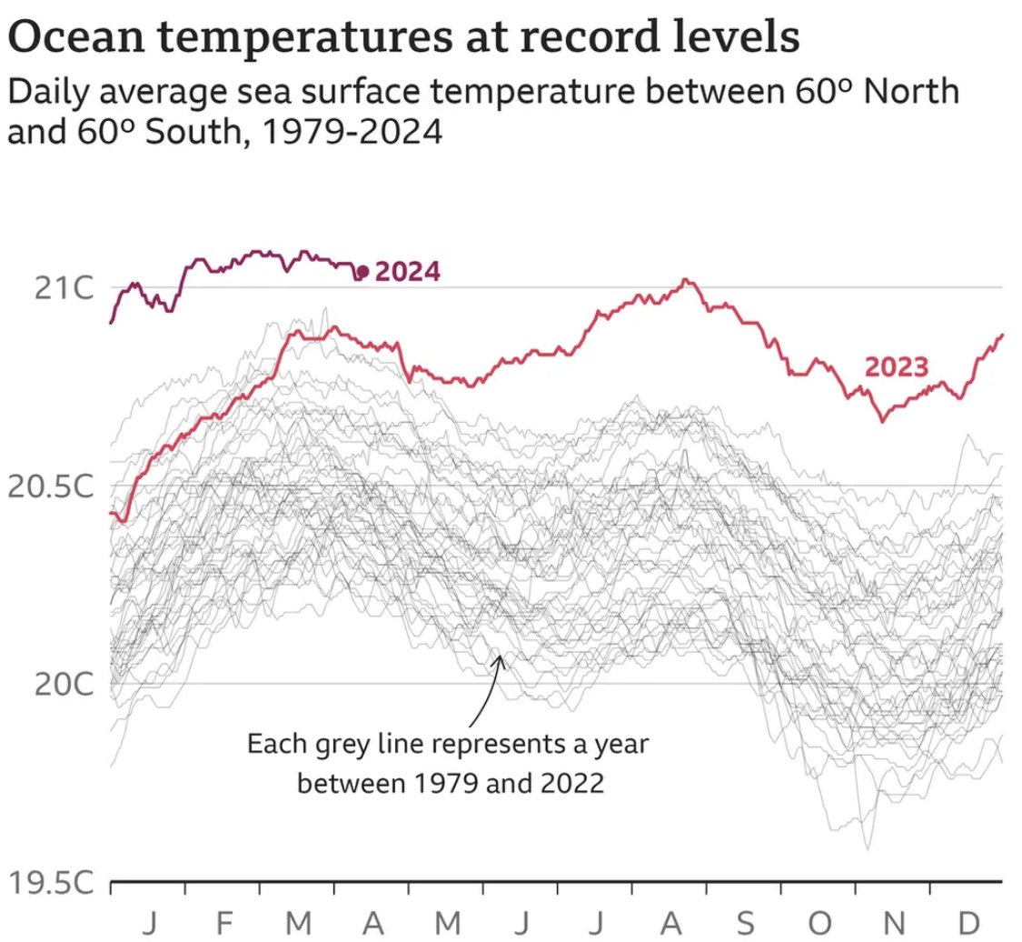 Terrifying graph showing how warm the oceans have been this year, compared to what we’re used to (grey lines). No wonder we’re seeing corals overheating, bleaching and dying right around the planet, from the Caribbean to the Maldives to Australia. #ClimateCrisis