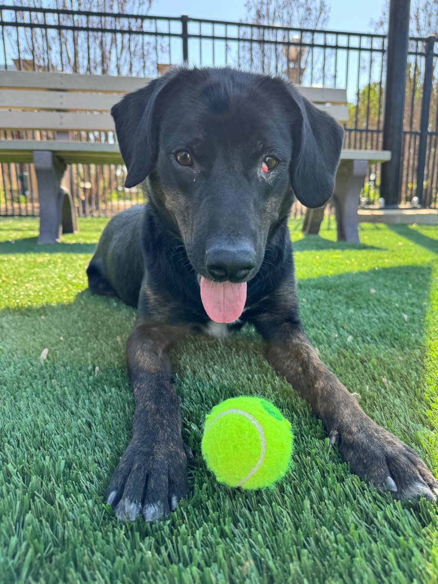 Storm has the #TongueOutTuesday market cornered! 😝 This handsome pup is one of the last Stone County rescue dogs looking for his forever home. It's time for Storm to know what it means to have a family that loves him. Meet Storm at our Macklind location today! 🐾