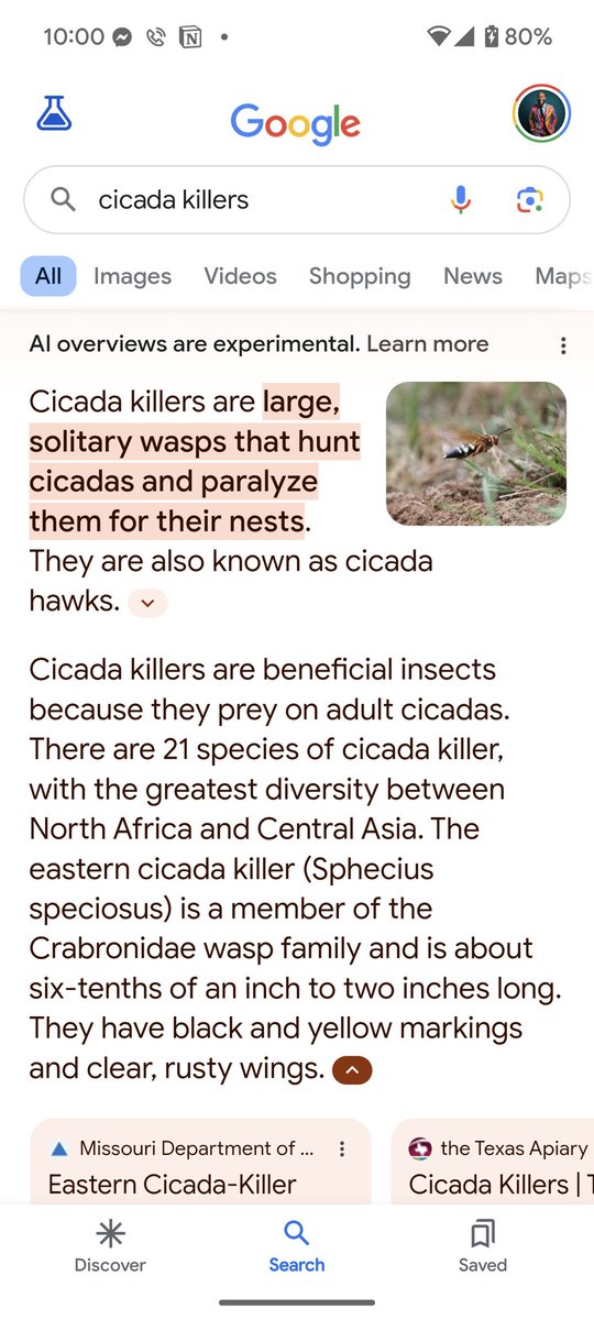 Why don't we have more cicada killers in nyc?? @NYCMayor @GovKathyHochul #govkathyhochul