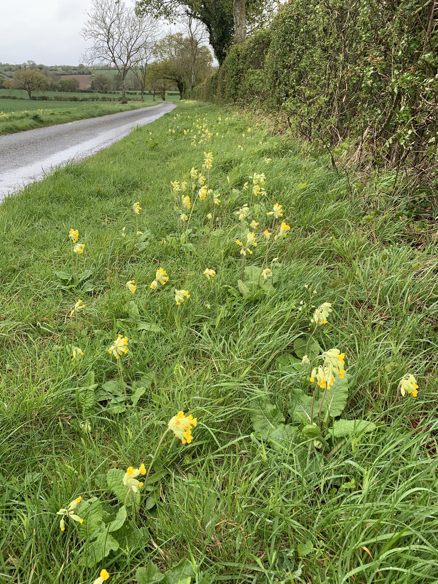 Is there a wildflower prettier than the Cowslip Primula veris? The species name veris means ‘of spring’. The forecast for the back end of this week and beyond looks promising for many areas, let’s hope it is finally here🤞.