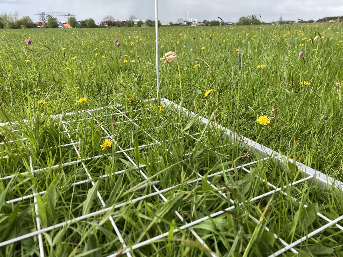 Science4Nature's tweet photo. Hopelijk blijft jet bij een korte bui…, het is wel weer zeer onstabiel weer tijdens het kievitsbloemonderzoek!☔️🌧️☔️🌦️
En… slechts één bloeiende plant, hopelijk staan er nog wat vegetatieve planten ook in dit eerste plot …. @ProvincieOV @staatsbosbeheer https://t.co/5V9J70gq0v