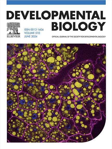 The Armstrong Lab's (@tanciabradshaw, @CHSPhD, @rachaelottt) 1st cover courtesy of @Dev_Bio_Journal! Adipocytes from adult #drosophila females w/ cell membranes in magenta (alpha spectrin Ab from @DSHB_antibodies), lipid droplets in yellow (BODIPY), and nuclei in blue (DAPI)