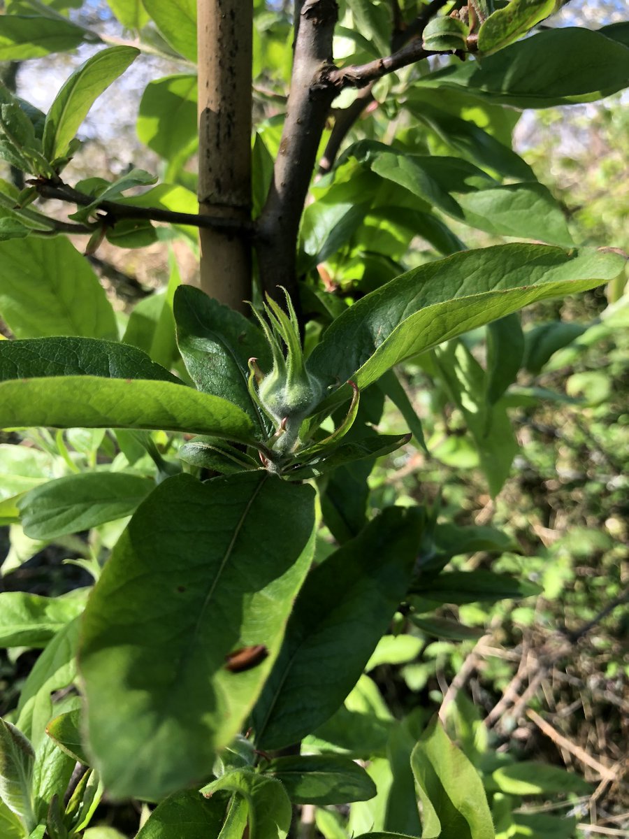 micro_vineyard's tweet photo. Pollination appears to have been good so far this year with fruit developing in our orchard. #Dorset home grown. https://t.co/NvBHetEOGG