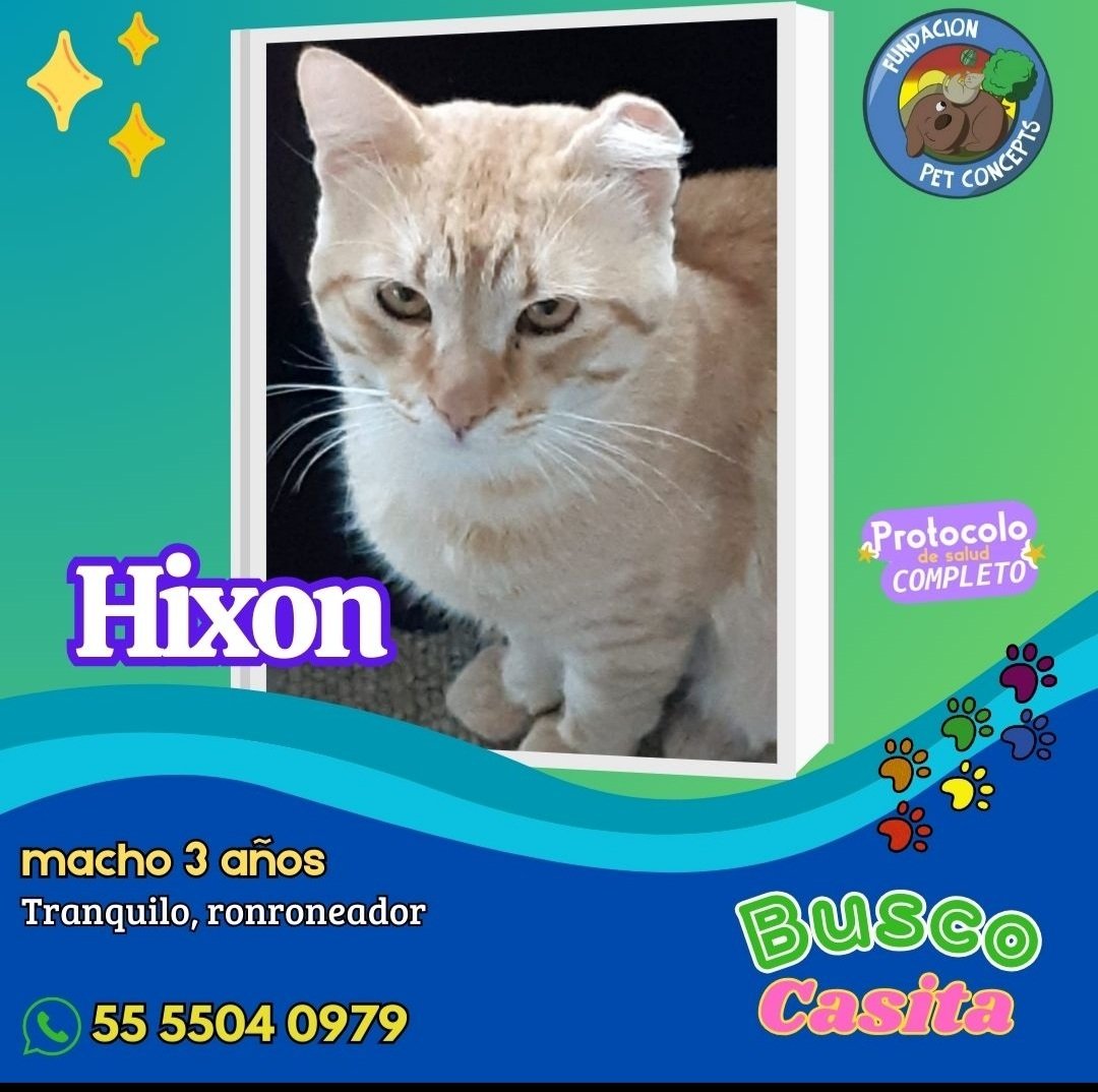 Dcyon's tweet photo. #BuscoCasita  ♂️  3 años aprox. Talla grande  #ProtocoloCompleto    #CDMX Info #WhatsApp 5555040979 💚 https://t.co/SirzDEpnf2