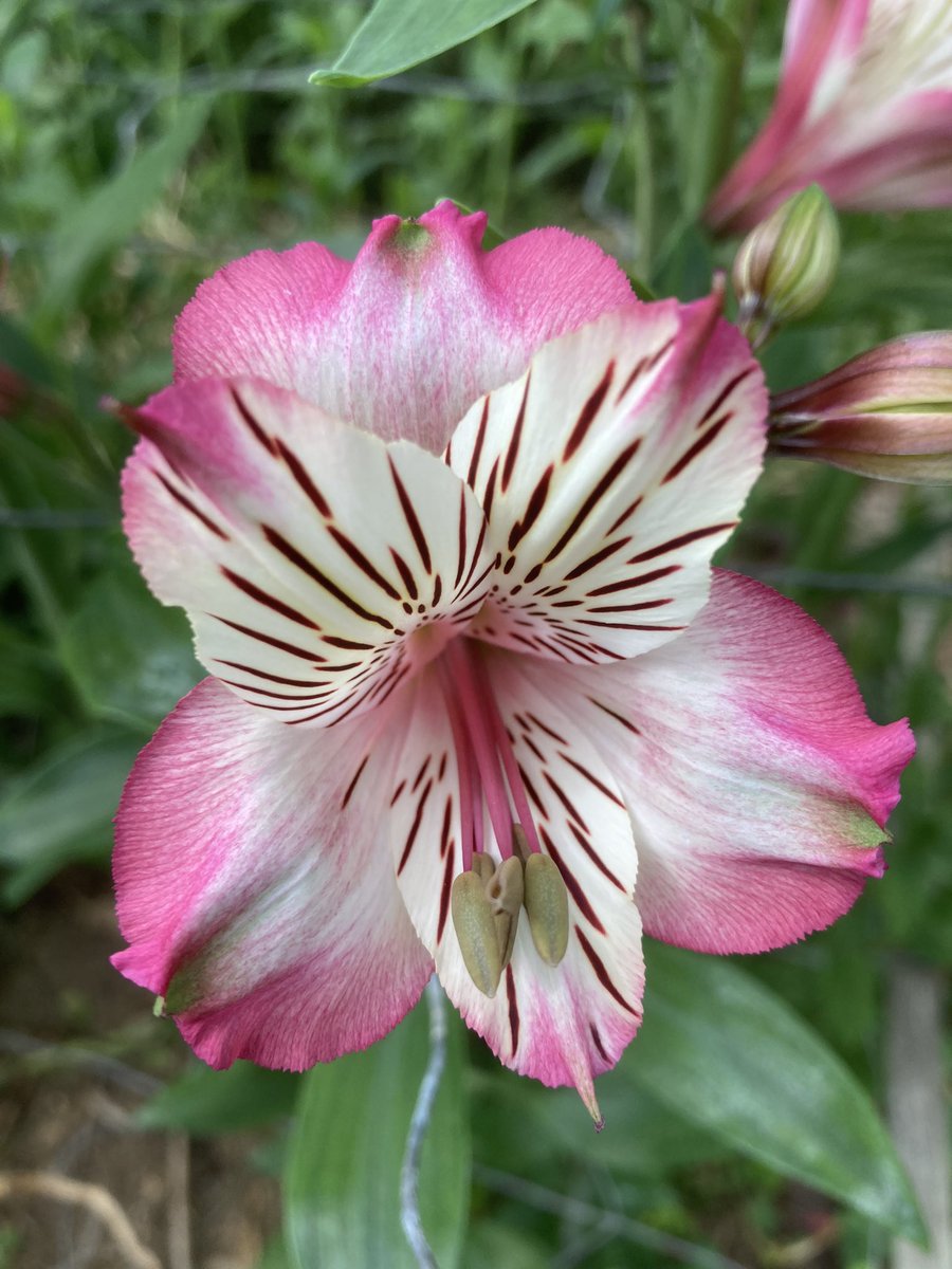 🌸Spring has sprung!🌷Another day of picking these little beauties!💕#garden #gardening #GardeningTips #spring #Spring2024 #SpringVibes #FlowerHunting #flowerphotography #FlowersOfTwitter #Flowers #alstroemeria #britishflowers #britishflowersrock #plants #horticulture #flowerfarm