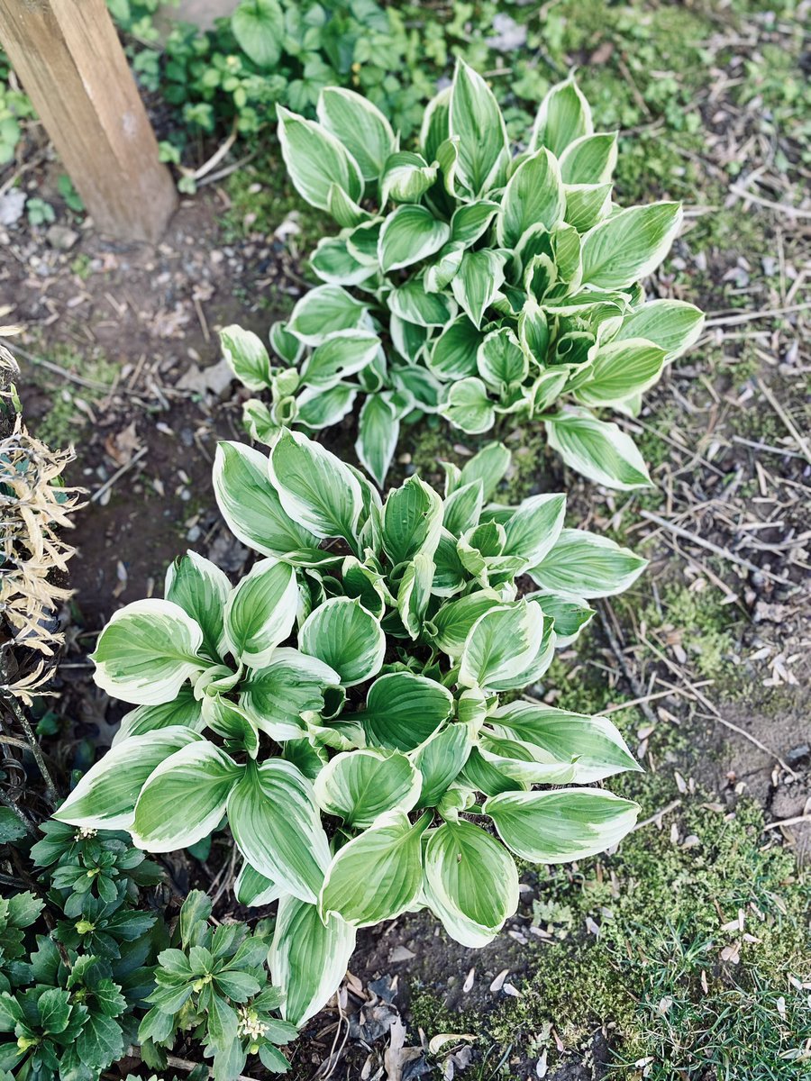 Nomad_Chic's tweet photo. 毎日庭の新しい植物が芽吹く🪻🪴@PictureThisAI で属性を調べるのも楽しい。

#lambsear #sieboldsplantainlily #springstarflower #evergreencandytuft https://t.co/hYYEtCyRXm