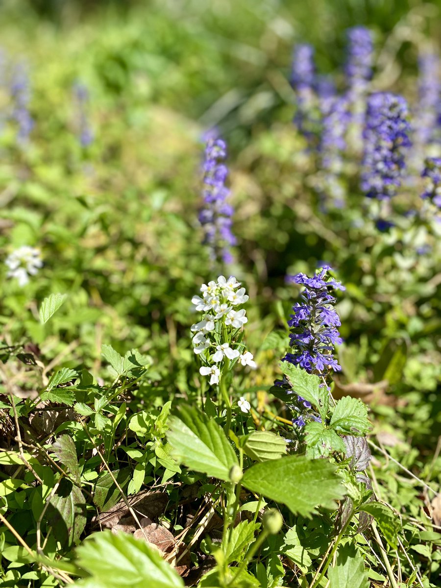 Nomad_Chic's tweet photo. 毎日庭の新しい植物が芽吹く🪻🪴@PictureThisAI で属性を調べるのも楽しい。

#lambsear #sieboldsplantainlily #springstarflower #evergreencandytuft https://t.co/hYYEtCyRXm