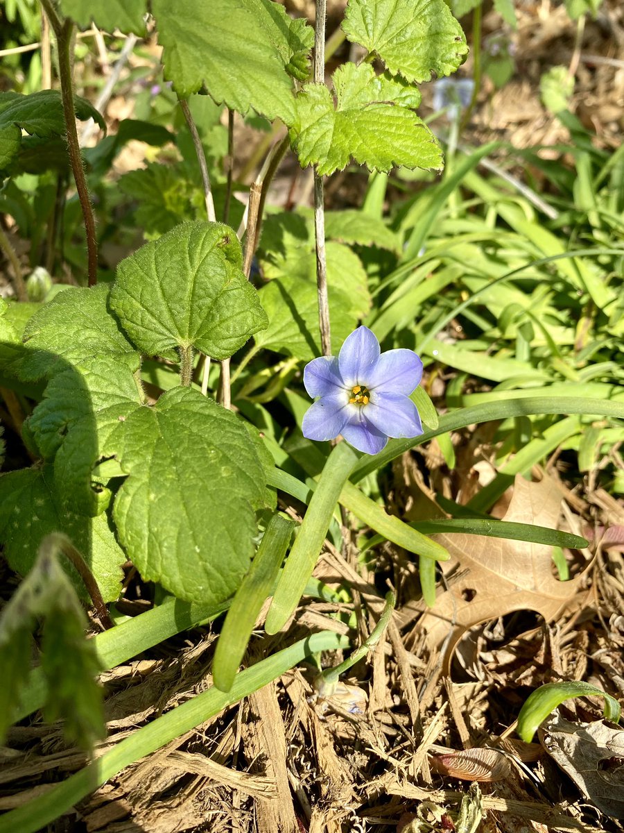Nomad_Chic's tweet photo. 毎日庭の新しい植物が芽吹く🪻🪴@PictureThisAI で属性を調べるのも楽しい。

#lambsear #sieboldsplantainlily #springstarflower #evergreencandytuft https://t.co/hYYEtCyRXm