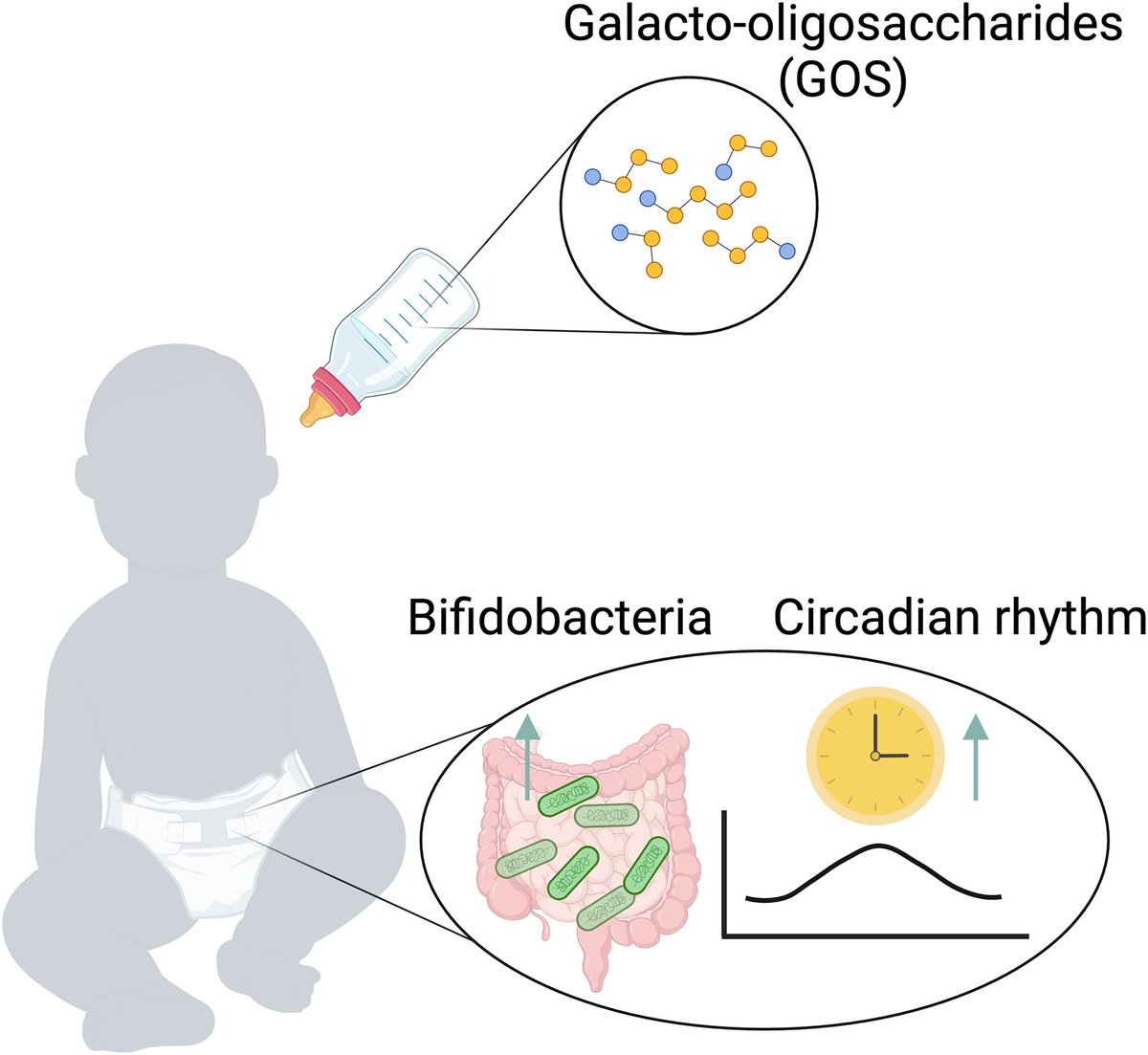 GOSpel for tiny allies. Hu @YaleIBIO and Yu @ FDU highlight recent work presenting a clinical trial examining the impact of formula supplementation on the development and circadian rhythmicity of the #microbiota during the first year of life cell.com/cell-host-micr…