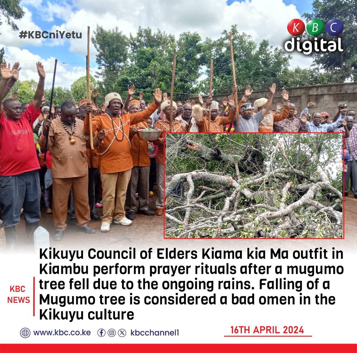 Kikuyu Council of Elders Kiama kia Ma outfit in Kiambu perform prayer rituals after a mugumo tree fell due to the ongoing rains. Falling of a Mugumo tree is considered a bad omen in the Kikuyu culture. #KBCniYetu