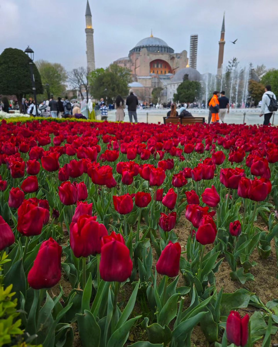 Tulip time in Istanbul ... 🌷🌷🌷 📸 : abdülkadircantürk