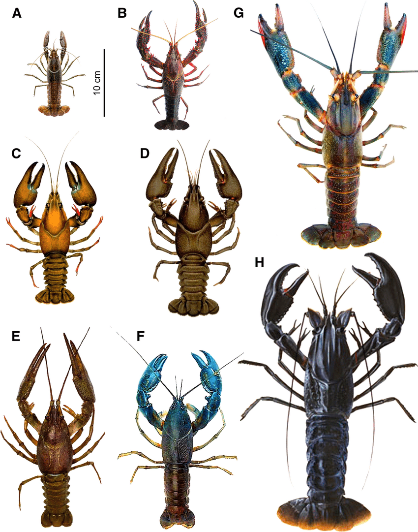 Marbled crays (A) size comparison to other species...not so good for aquaculture?!? (from Vogt 2021)