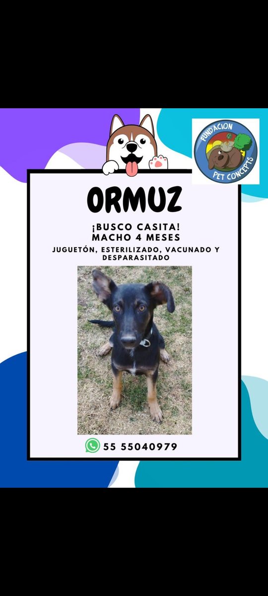 Dcyon's tweet photo. URGENTE #BuscoCasita ♂️ 6 meses aprox. Talla grande #ProtocoloCompleto #CDMX Info #WhatsApp 5555040979 https://t.co/4NvGZByK0x
