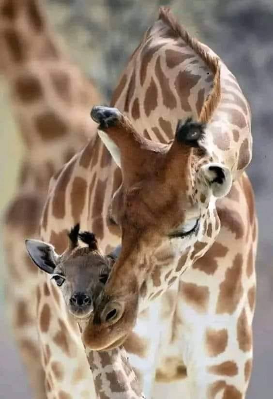 Picture of the day! 🤎🦒