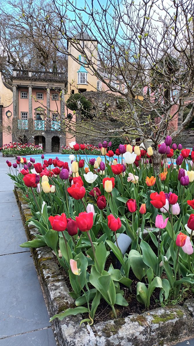 Tulip time in the Village!