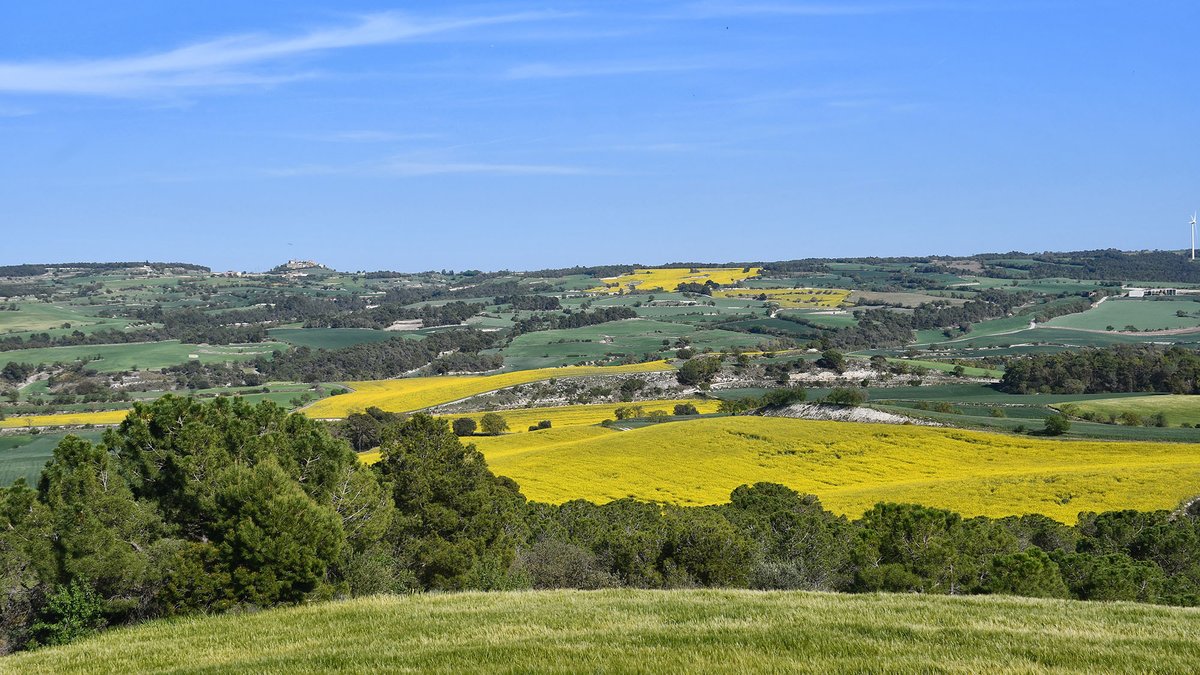 Tot passejant per la capçalera de la Vall d'Ondara #primaverasegarra, #bonatarda
@lasegarra @catexperience @Turisme_Segarra @caminsnatura @PaisCatalunya