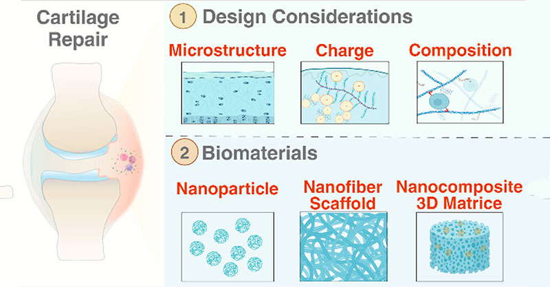#Nanomedicine for cartilage repair: This review summarizes the recent advances in #nanodrugdelivery systems and nanotechnology-enabled 3D matrices for #cartilagerepair. 

Read more here 👉 go.acs.org/8Vp