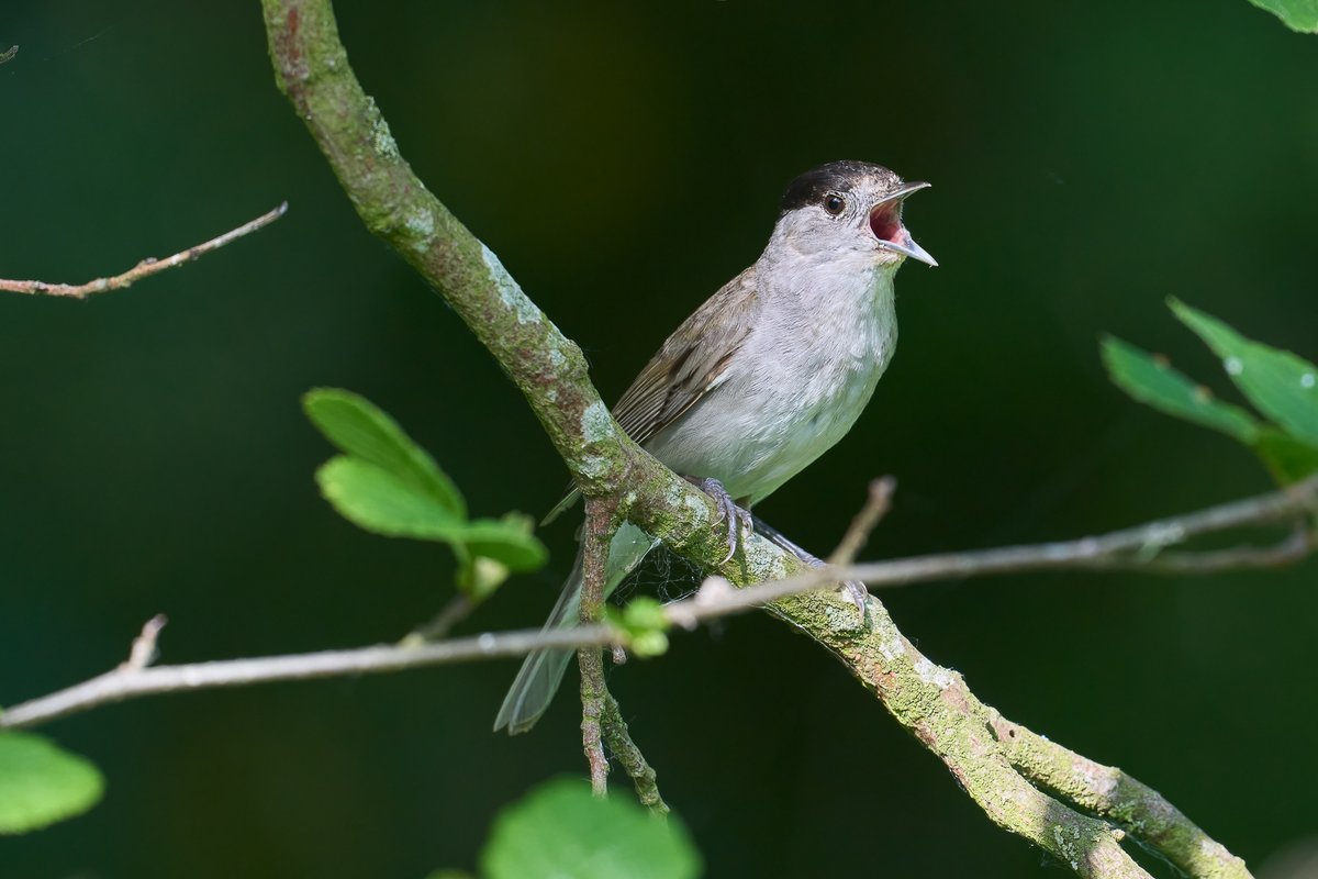 Another very windy day here @RSPBTITCHWELL - Blackcap, Willow Warbler, Sedge Warbler, Spoonbill, Ruff and lots more bird out on our fantastic reserve !😀🤘 📸 - Blackcap 📸📸 - Photo credit - Cliff Gilbert