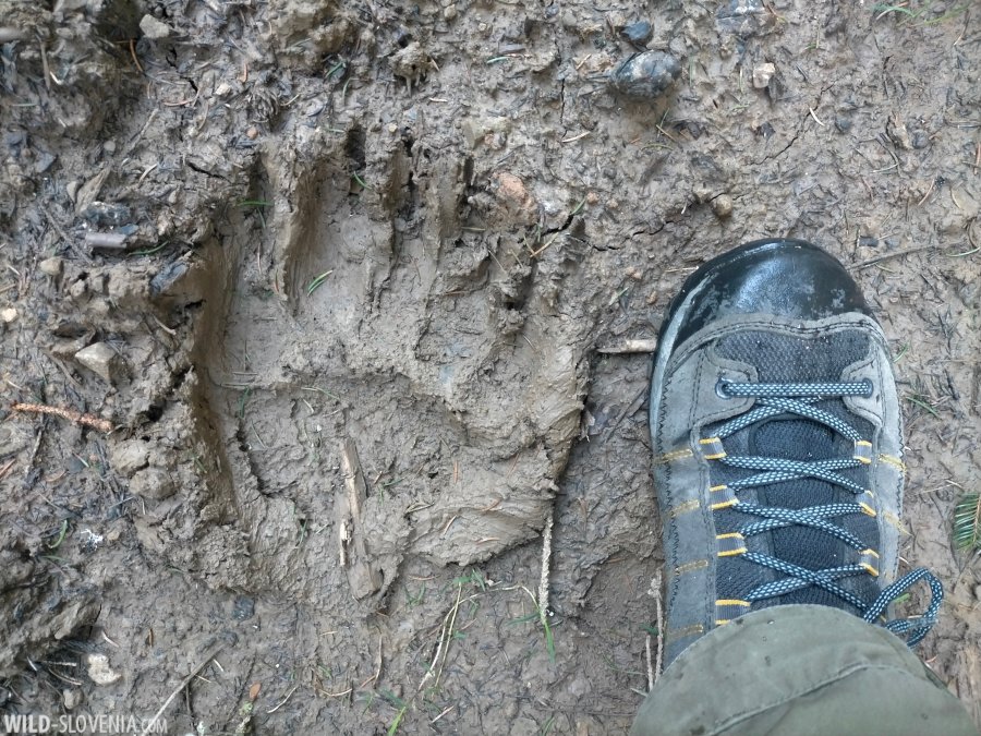 Spring fieldwork in the #Dinaric forests featuring Three-toed Woodpecker, Omphalodes verna, Ural Owl & Brown Bear's footprint! #wildslovenia #birding #Snežnik