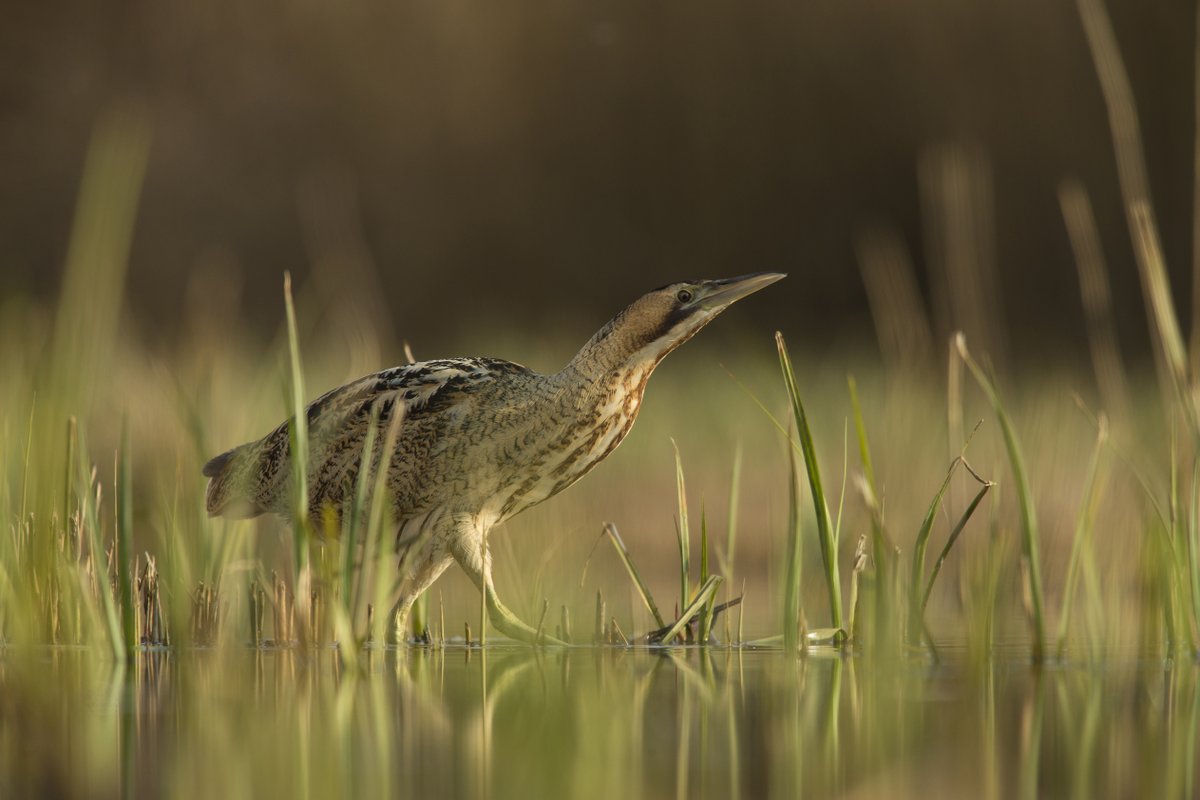 Somerset Wildlife Trust tweet media