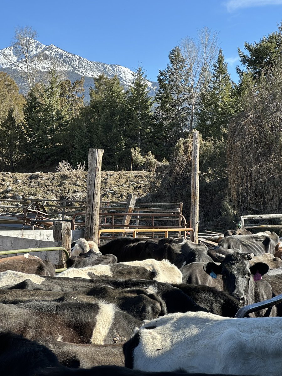 MTAgriculture's tweet photo. Today, the FADC Network launched their quarterly newsletter, where you can stay updated on the latest developments, insights, and resources in the dynamic world of food and agriculture.
See our story for more!
#MTAg #MontanaAg #MTAgriculture #FADCNetwork https://t.co/VMhOhVw2Tt