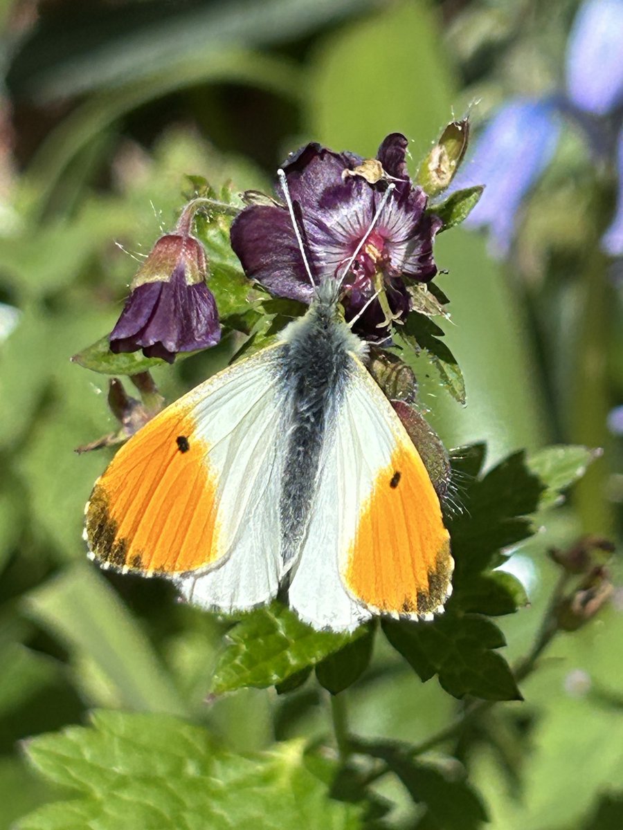 andyflyfisher tweet picture