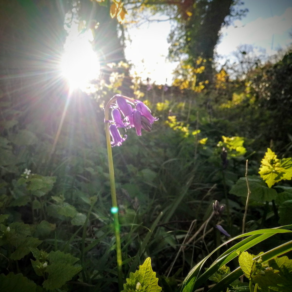 The bluebells are on their way 😍