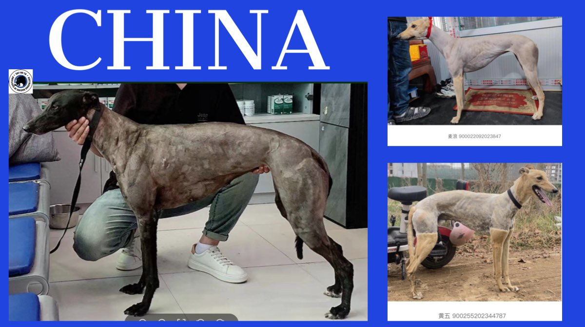 Gougane Jet, Havana Class and Explosive Boy are all being advertised for stud on the same Chinese website that these poor greyhounds feature on. It’s a horror show #BanGreyhoundRacing #AnimalWelfare #AnimalCruelty #AnimalAbuse #StopTheExports @DefraGovUK @GreyhoundBoard