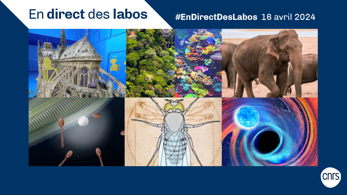 #EnDirectDesLabos 🔎 Nouvelles actualités scientifiques 🔬, créations de laboratoires 🧑‍🔬, annonce de prix 🏅... Retrouvez toutes les deux semaines les informations issues des #instituts du @CNRS. ➡️ cnrs.fr/endirectdeslab…