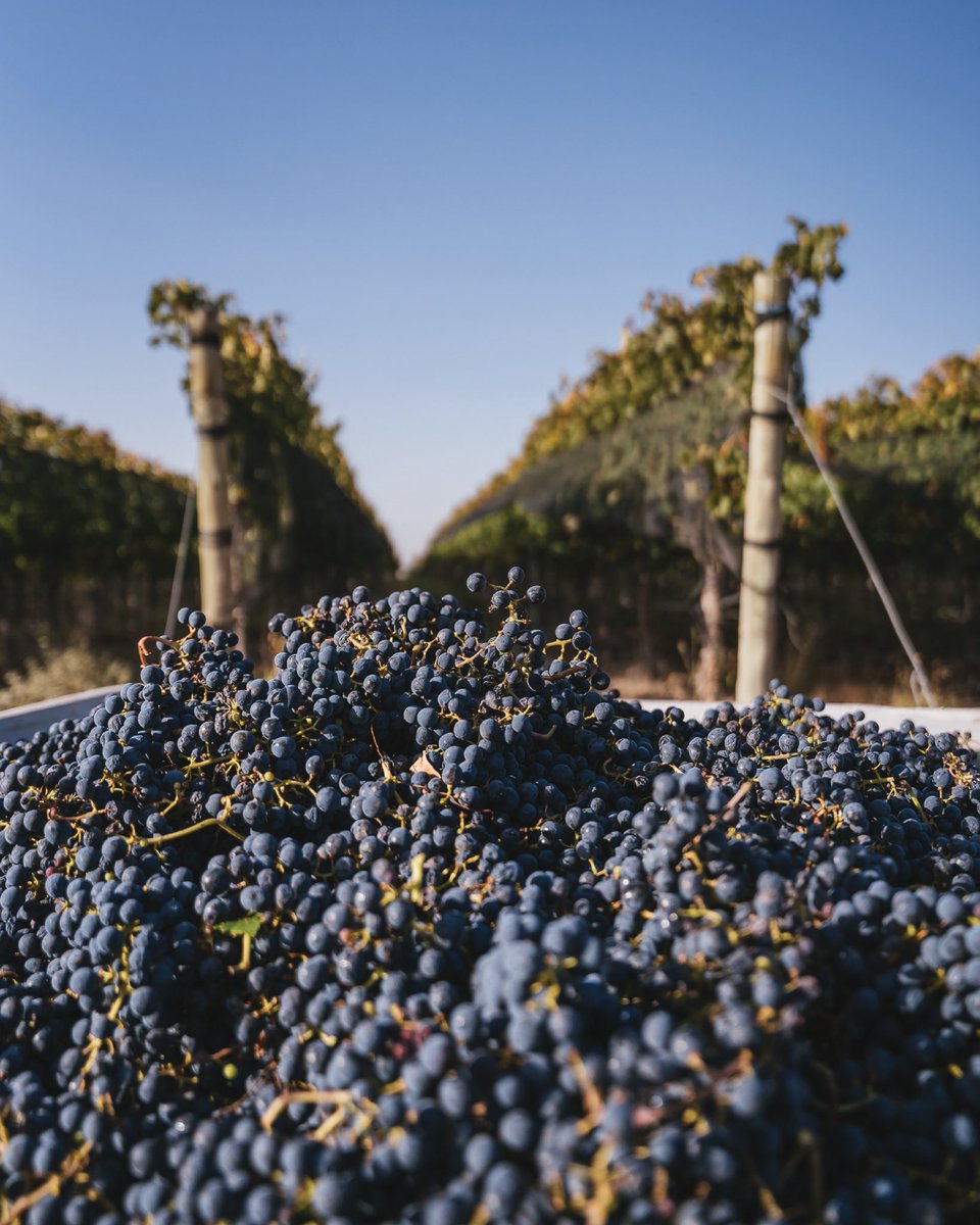 Nos honra compartir con el mundo parte de los millones de hectolitros que Argentina produce y exporta cada año. Un varietal con actitud, que ha sobrevivido a la adversidad y se ha posicionado como nuestra uva insignia.