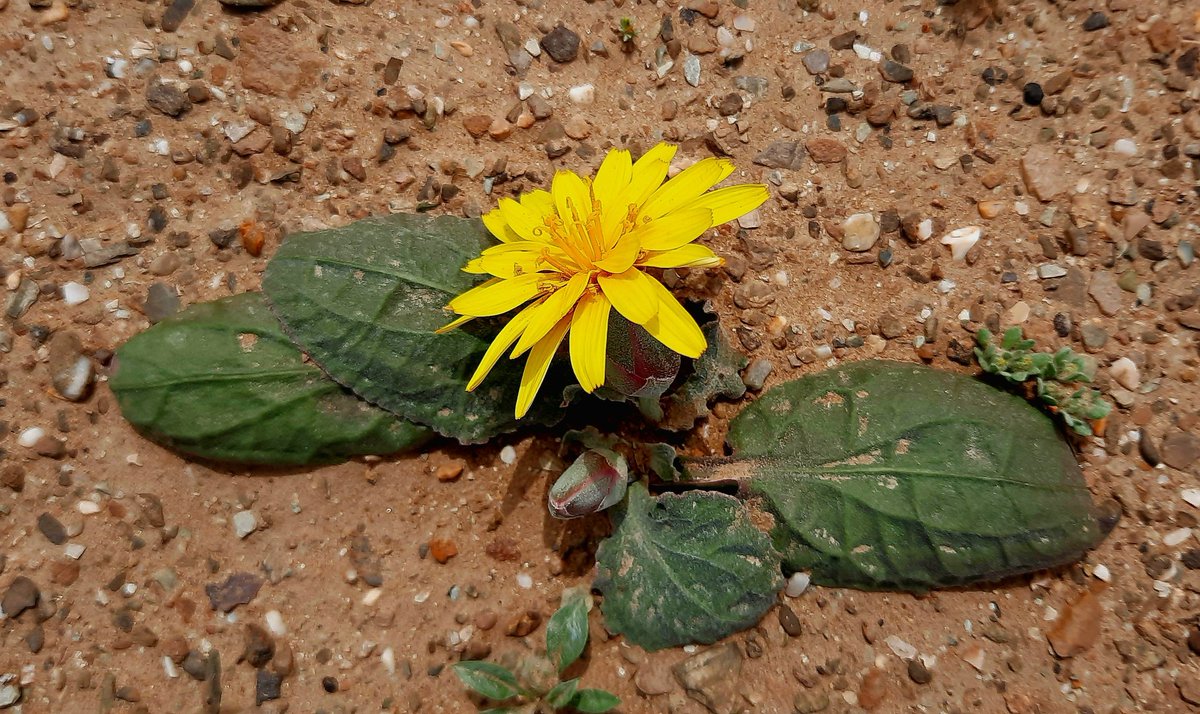 AsadMirBaloch1's tweet photo. Most Famous wildHerb In Balochistan Name in Balochi ( puthrunook ) پوترونک #wildHerb #mobilephotography #myphotography @Pakistaninpics @PakistanJannatt @mqakhokhar @ https://t.co/xaWeKG8Vi0