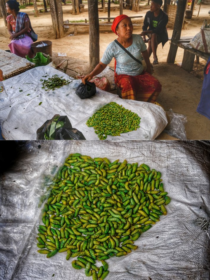 LudditeNed's tweet photo. #FoodColours
100 silkworms for 80 rupees
Morning market
2024, Adokgre
#Garo Hills
Crunchy fried or curried. https://t.co/2im4r2BEoA