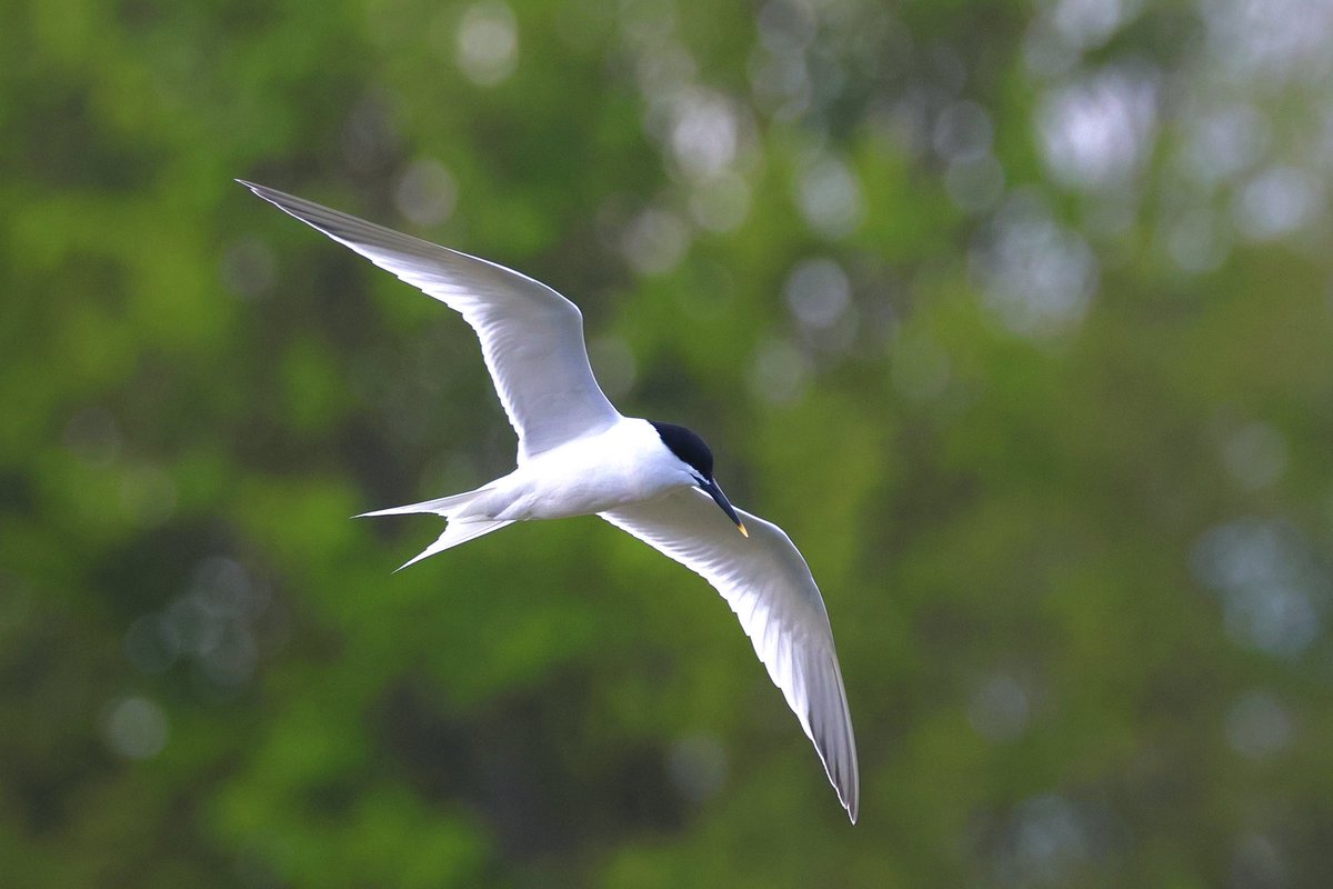Great to see a Sandwich Tern at Fairlands Valley Park today. Lovely chatting to Dave @Hertsbirder @fairlandsbirds #hertsbirds @Natures_Voice