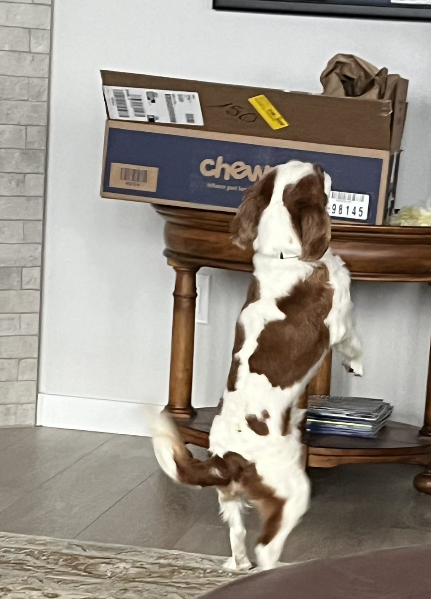 Just dancing for joy over here @Chewy #cavpack #DogsofTwitter 🦴 🐾