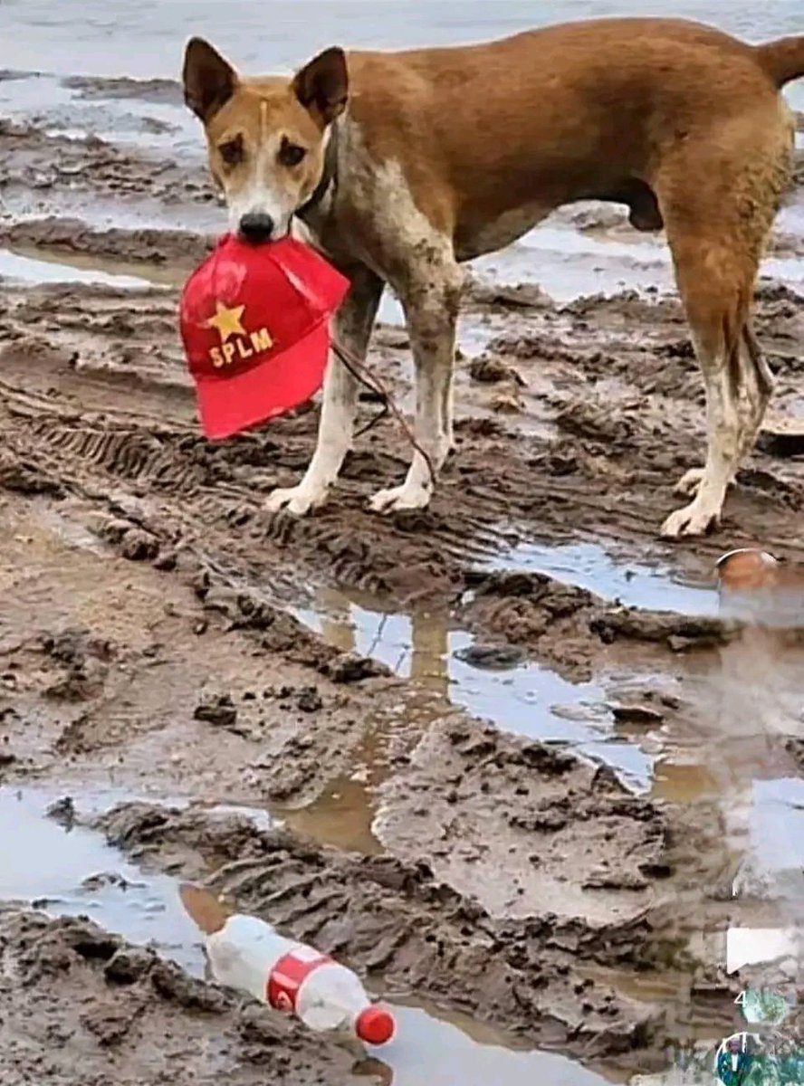 A dog was spotted carrying the SPLM cap in the middle of Juba - Bahr el Ghazal Highway.