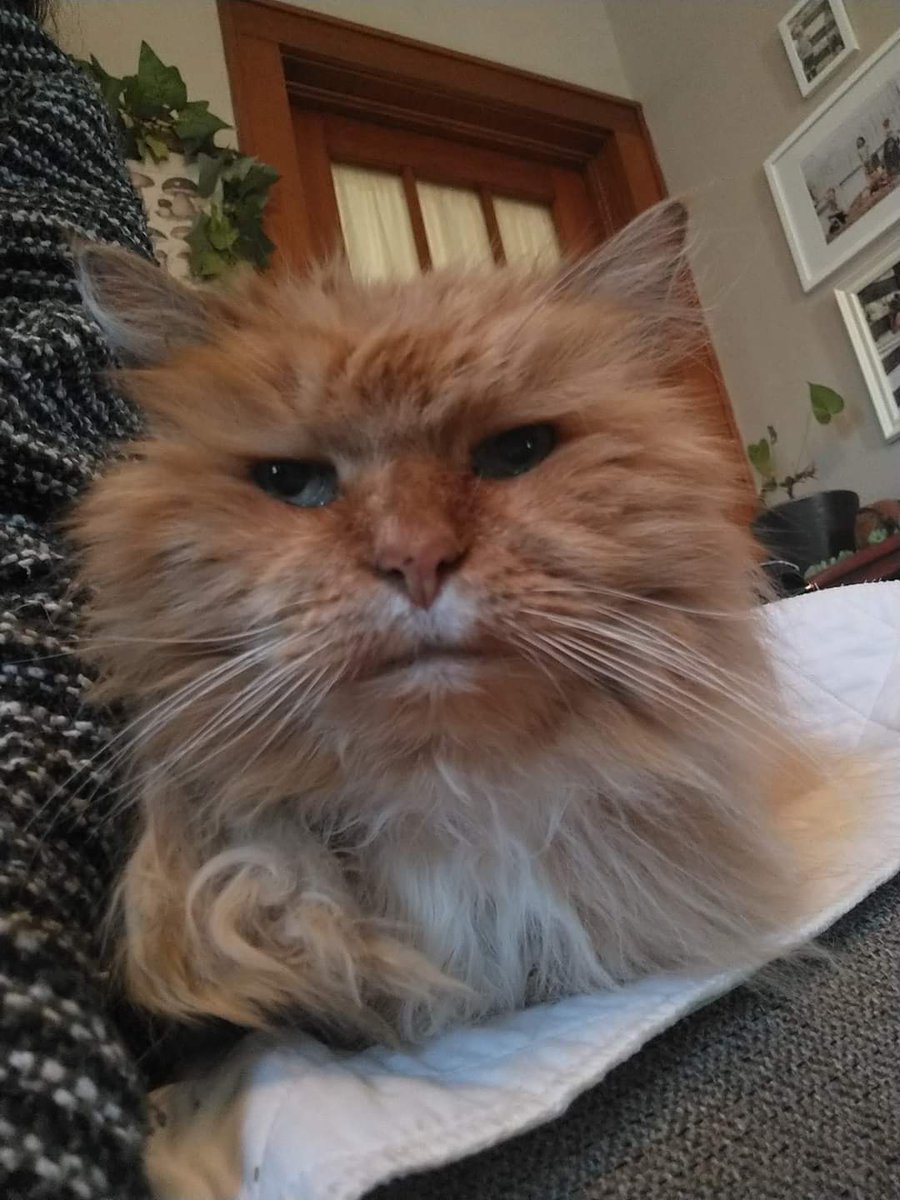 I'm going to try to share this sad story in a hopeful way. Last week my father was found deceased from an apparent suicide. I had not spoken to him in many years & was shocked to find my cat Harry from when I was a teenager still living in his house. He is at least 22 years old.