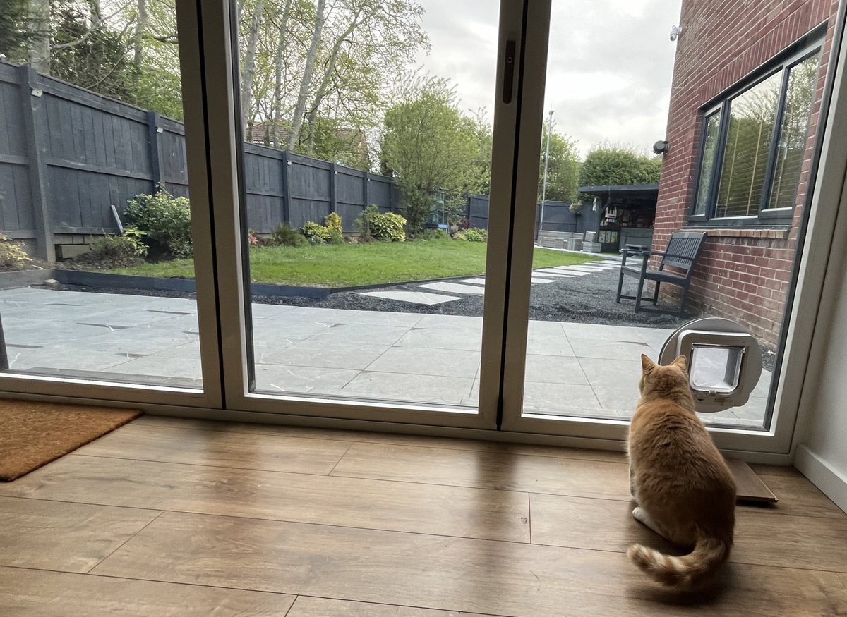 Watching the world go by from the comfort of my room, fairly quiet out there today so may retire to me bed for nap and see what’s happening later 😻🧡 #CatsOfX #adoptdontshop #rescuecat #catlovers #tunatuesday