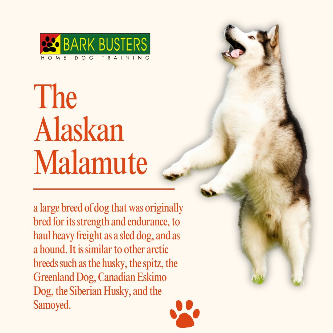 The Alaskan Malamute, a robust sled dog, shares traits with arctic breeds like the husky and Greenland Dog. Known for its strength and endurance, it embodies the spirit of the north.
.
#stephaniecurtis #dogtraining #puppytraining #valleydogtraining #inhomebehavioraltraining